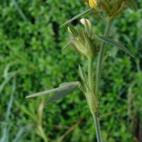 Stylosanthes fruticosa (Retz.) Alston